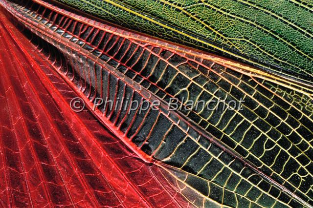 aile titanacris humboldti.JPG - Gros plan, ailes de Titanacris humboldti, Criquet, Grasshopper wings, Orthoptera,, Romaleidae, Equateur